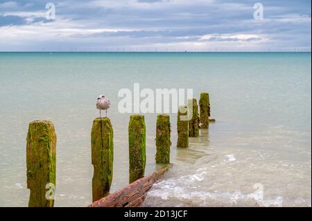 Jeune mouette perchée au sommet d'une vieille groyne sur la plage de Worthing, West Sussex, Royaume-Uni. Banque D'Images