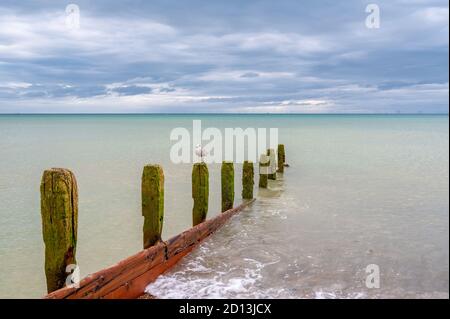 Jeune mouette perchée au sommet d'une vieille groyne sur la plage de Worthing, West Sussex, Royaume-Uni. Banque D'Images