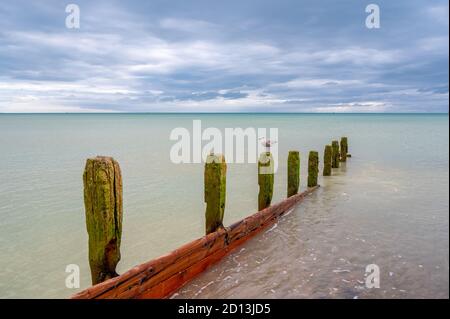 Jeune mouette perchée au sommet d'une vieille groyne sur la plage de Worthing, West Sussex, Royaume-Uni. Banque D'Images