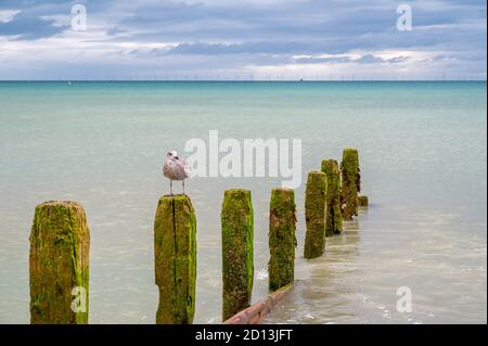 Jeune mouette perchée au sommet d'une vieille groyne sur la plage de Worthing, West Sussex, Royaume-Uni. Banque D'Images