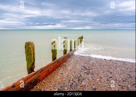 Jeune mouette perchée au sommet d'une vieille groyne sur la plage de Worthing, West Sussex, Royaume-Uni. Banque D'Images