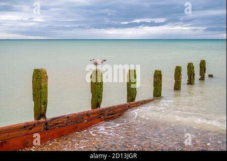 Jeune mouette perchée au sommet d'une vieille groyne sur la plage de Worthing, West Sussex, Royaume-Uni. Banque D'Images