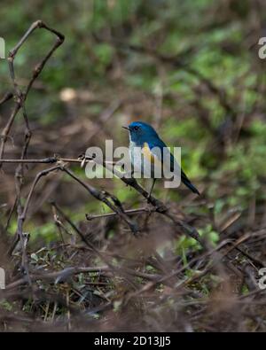 Un beau petit Bluetail himalayen (Tarsiger rufilatus), perché dans un épaisle, dans les forêts de Sattal à Uttarakhand, en Inde. Banque D'Images