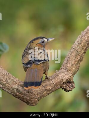 Une belle Laughingthrush (Ianthocinta rufogularis), perchée sur une branche d'arbre avec son dos, dans les forêts sauvages de Sattal in Banque D'Images