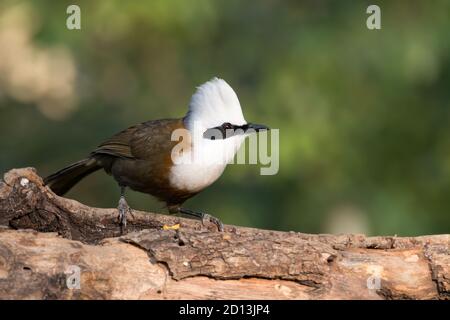 Une belle Laughingthrush à crête blanche (Garrulax leucolophus), perchée sur une branche d'arbre dans les forêts de Sattal à Uttarakhand, Inde. Banque D'Images