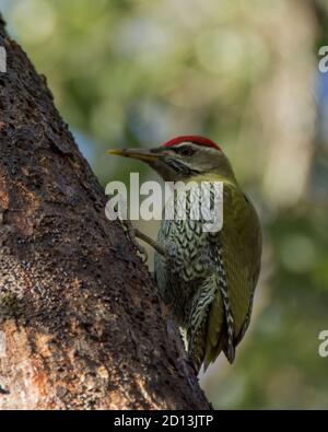 Un beau pic mâle à ventre squameux (Picus squamatus), fourrager sur le côté d'un tronc d'arbre dans les forêts de Pangot à Uttarakhand, Inde. Banque D'Images