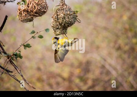 Southern Masked weaver (Ploceus velatus) ou African Masked weaver construisant un nid d'herbe à mi-vol Banque D'Images