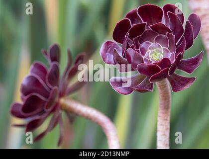 Succulents dans le jardin. Velour d'Aeonium Banque D'Images