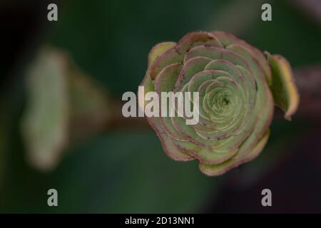 Succulents dans le jardin, en été Banque D'Images