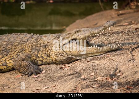 Le crocodile du Nil (Crocodylus niloticus) se baquant à la bouche ouverte sur la rive du cours d'eau de Messica à Manica, au Mozambique, près de la frontière du Zimbabwe Banque D'Images