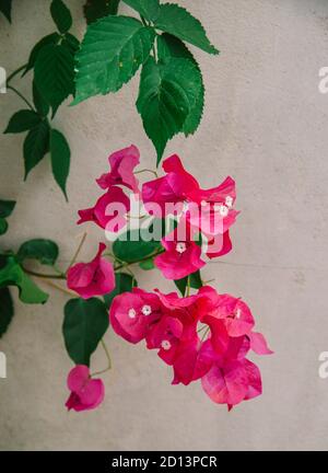 De belles fleurs de bougainvilliers colorées Banque D'Images
