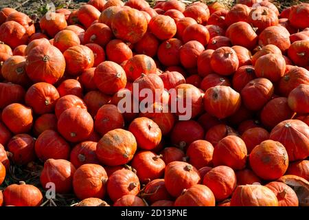 Des citrouilles récoltées sur un terrain dans le district de Merkenich, Cologne, Allemagne. Geerntete Kuerbisse auf einem Feld im Stadtteil Merkenich, Koeln, Deutschl Banque D'Images