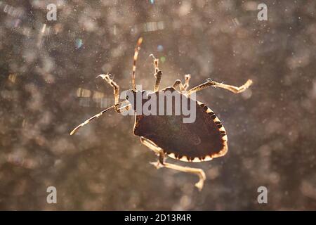 Fermeture de bug de stik sur la fenêtre Banque D'Images