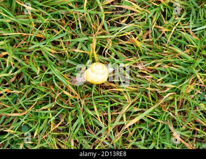 Escargot de Grove, escargot à lèvres brunes ou escargot de Lemon Cepaea nemoralis, Berkshire, Angleterre, Royaume-Uni Banque D'Images