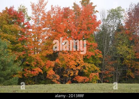 Scènes d'automne Banque D'Images