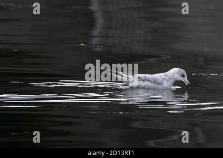 Mouette à bec en anneau dans une lumière faible avec réflexions Banque D'Images