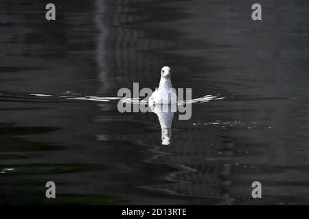 Mouette à bec en anneau dans une lumière faible avec réflexions Banque D'Images