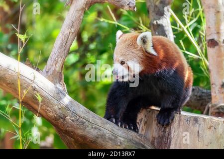 Panda rouge, ailurus fulgens, autrement connu sous le nom de panda ou chat d'ours, assis dans un arbre. Banque D'Images