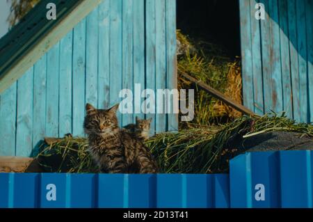 Deux chatons aux yeux bleus assis dans une grange bleue Banque D'Images