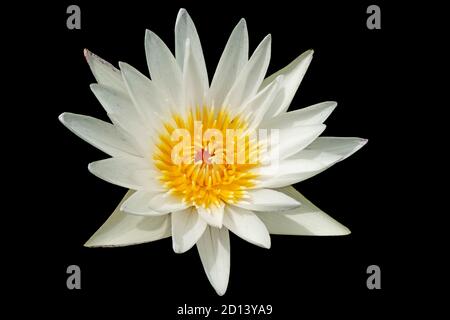 Fleur de lotus blanc ou fleur de nénuphars isolée sur fond noir. Banque D'Images