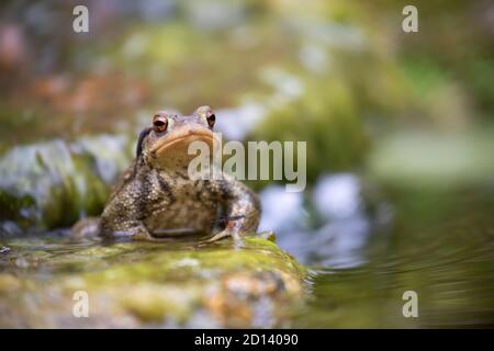 Crapaud mâle commune, Bufo bufo, debout sur une pierre pour appeler la femelle. Banque D'Images