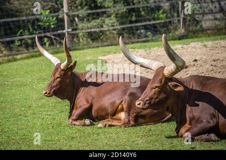 Un troupeau d'Ankole-Watusi reposant sur le sol dans un ferme sous la lumière du soleil Banque D'Images