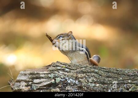 Un mignon petit chipmunk de l'est, Tamias striatus, trouve une feuille à ramener au nid en automne. Banque D'Images