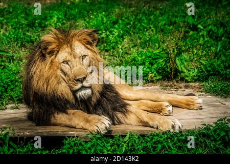 Un lion allongé sur la bûche de bois au milieu de l'herbe avec une expression de visage calme Banque D'Images