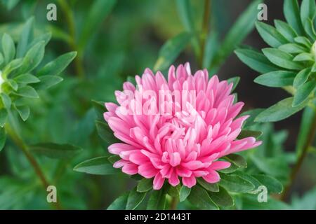 Vue rapprochée de la tête d'une aster rouge dans un arrière-plan naturel flou. Banque D'Images