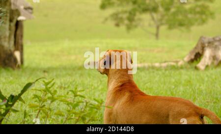 Chien typique de caramel brésilien dans le champ Banque D'Images