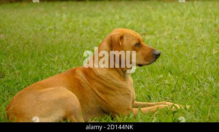 Chien typique de caramel brésilien dans le champ Banque D'Images