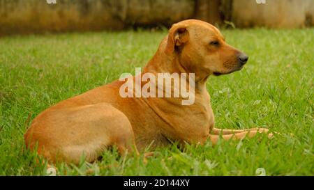 Chien typique de caramel brésilien dans le champ Banque D'Images