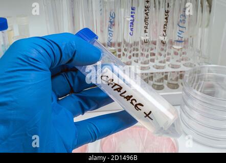 Le scientifique tient un flacon avec une enzyme catalase qui aide à réguler la production de cytokines, protège les lésions oxydatives et supprime la réplication du COV-SRAS-2, Banque D'Images