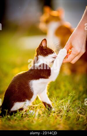 Chaton noir et blanc qui reçoit de la nourriture de la main humaine, animaux domestiques, photographie d'animaux de compagnie de chat jouant à l'extérieur, foyer sélectif peu profond, brouillé vert herbe arrière-plan Banque D'Images