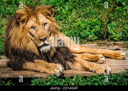 Un lion allongé sur la bûche de bois au milieu de l'herbe avec une expression de visage calme Banque D'Images