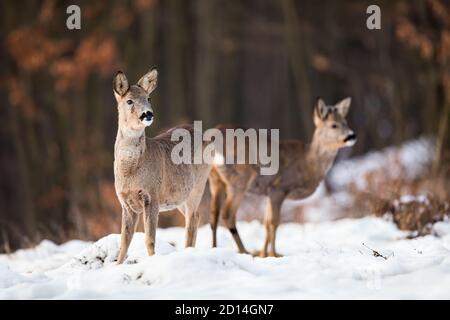 Jeune chevreuil debout sur la prairie en hiver. Banque D'Images