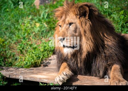 Un lion allongé sur la bûche de bois au milieu de l'herbe avec une expression de visage calme Banque D'Images