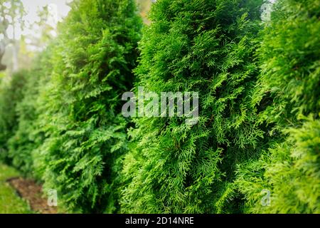 couverture de couverture de thuja vert luxuriant Banque D'Images