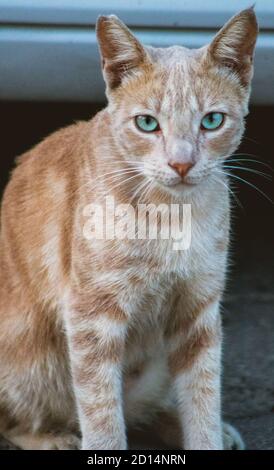 Gros plan vertical d'un beau chat orange lumineux yeux verts Banque D'Images