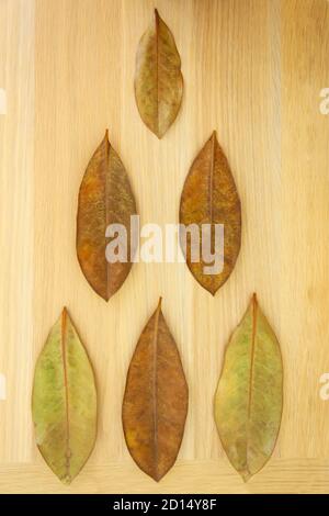 Feuilles sèches de magnolia subtropical sur panneau de bois à texture en bois, en forme de triangle, pyramide Banque D'Images