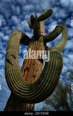 Détails cactus cactus dans le désert de l'Arizona Banque D'Images