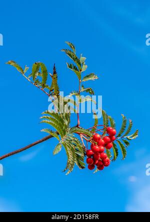 Une branche de feuilles d'arbre de Rowan et de baies avec un fond de ciel Banque D'Images