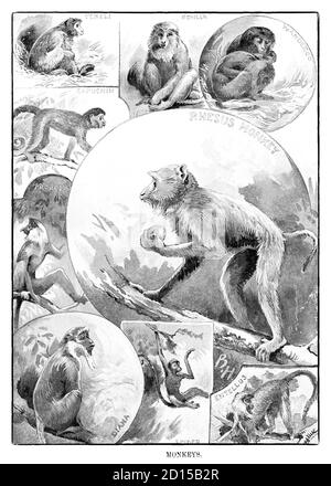 Un collage de la fin du XIXe siècle illustrant divers singes, un nom commun qui se réfère à des groupes ou des espèces de mammifères, en partie, les simiens de l'infraordre des Simiiformes. Le terme est appliqué de façon descriptive à des groupes de primates, comme les familles de singes du Nouveau monde et de singes du Vieux monde. De nombreuses espèces de singes sont des arbres (arboricoles), bien qu'il y ait des espèces qui vivent principalement sur le sol, comme les babouins. Banque D'Images