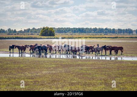 Un troupeau de chevaux konik dans le parc national de Lauwersmeer Dans le nord des pays-Bas dans la province de Groningue Banque D'Images