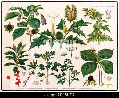 Un tableau de la fin du XIXe siècle illustrant diverses plantes toxiques britanniques, à savoir celles qui produisent des toxines qui dissuadent les herbivores de les consommer. Les plantes ne peuvent pas se déplacer pour échapper à leurs prédateurs, elles doivent donc avoir d'autres moyens de se protéger des animaux herbivores. Certaines plantes ont des défenses physiques comme les épines, les épines et les pickles, mais de loin le type de protection le plus commun est chimique. Banque D'Images