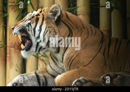 Tigre du Bengale à Busch Gardens Tampa Bay à Tampa, Floride. (ÉTATS-UNIS) Banque D'Images
