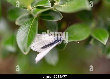 France, Savoie, haute vallée de la Maurienne, Bonneval sur Arc, chaîne de montagnes de la Vanoise, blanc à motif de voiles (aporia crataegi) sur feuilles de saule Banque D'Images