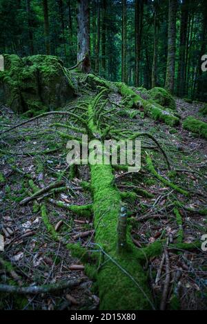 France, territoire de Belfort, Lepuix, massif du ballon d'Alsace, forêt de Rummel Banque D'Images