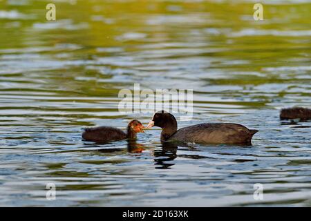 France, Doubs, Brognard, zone naturelle d'Allan, coot eurasien (Fulica atra) nourrissant ses jeunes sur l'eau Banque D'Images