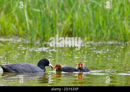 France, Doubs, Brognard, zone naturelle d'Allan, coot eurasien (Fulica atra) nourrissant ses jeunes sur l'eau Banque D'Images